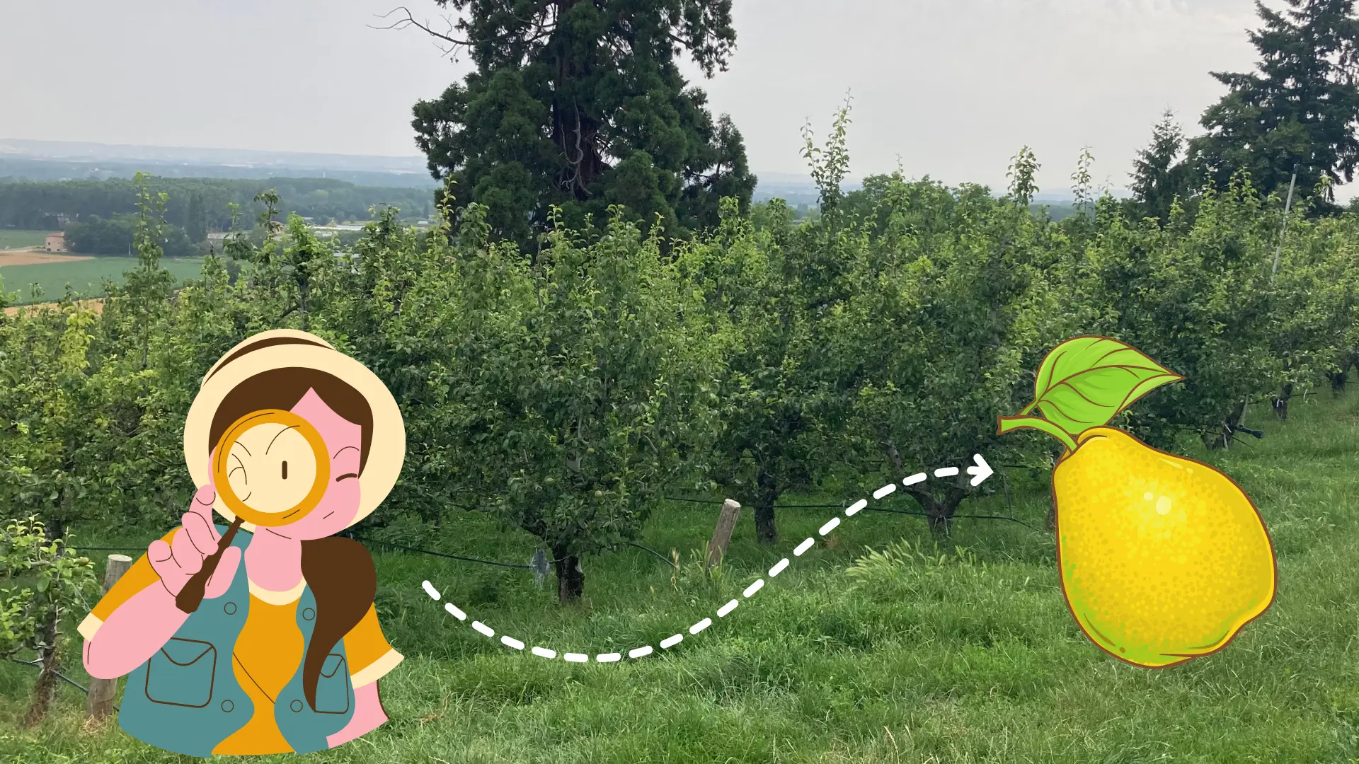 Jeu interactif A la recherche du poirier - Moras en Valloire