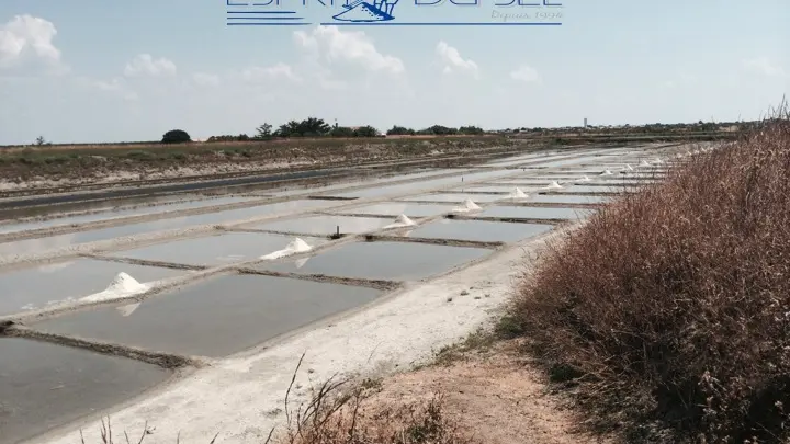 Marais salants