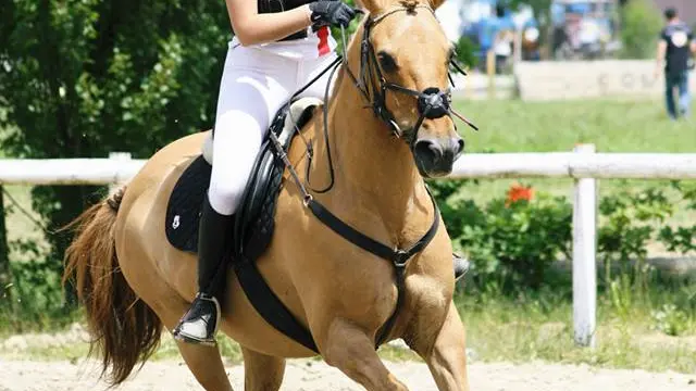 Centre hippique Belley Arbignieu