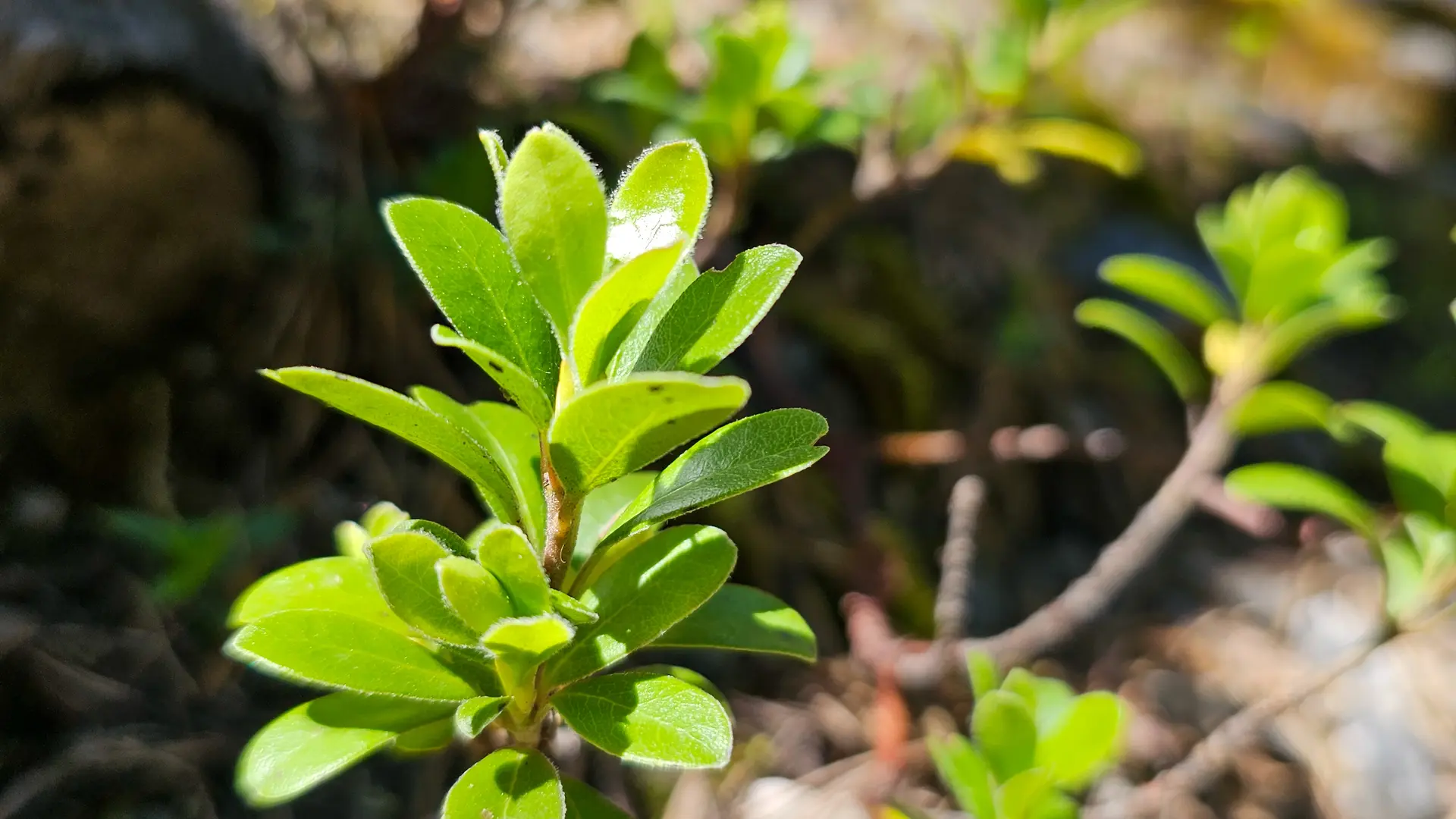 Sentier botanique de Cervières