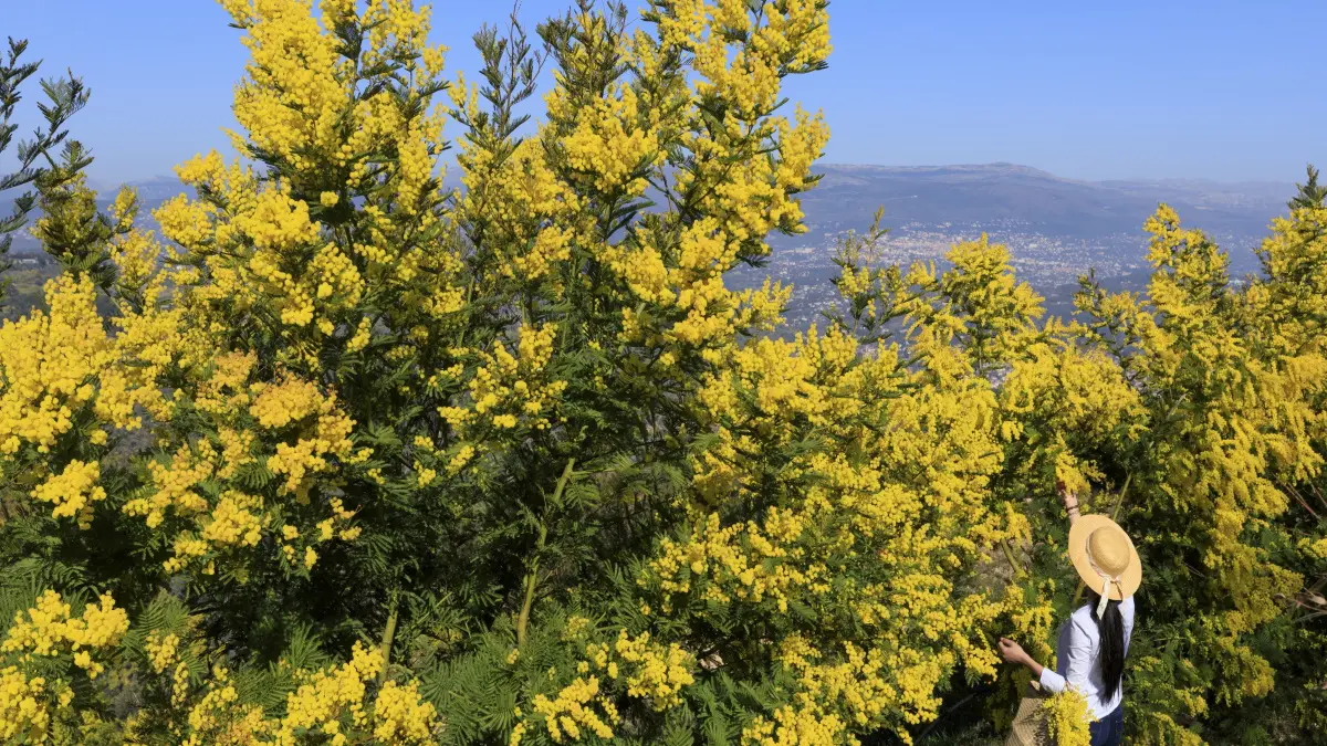 Forêt de mimosas