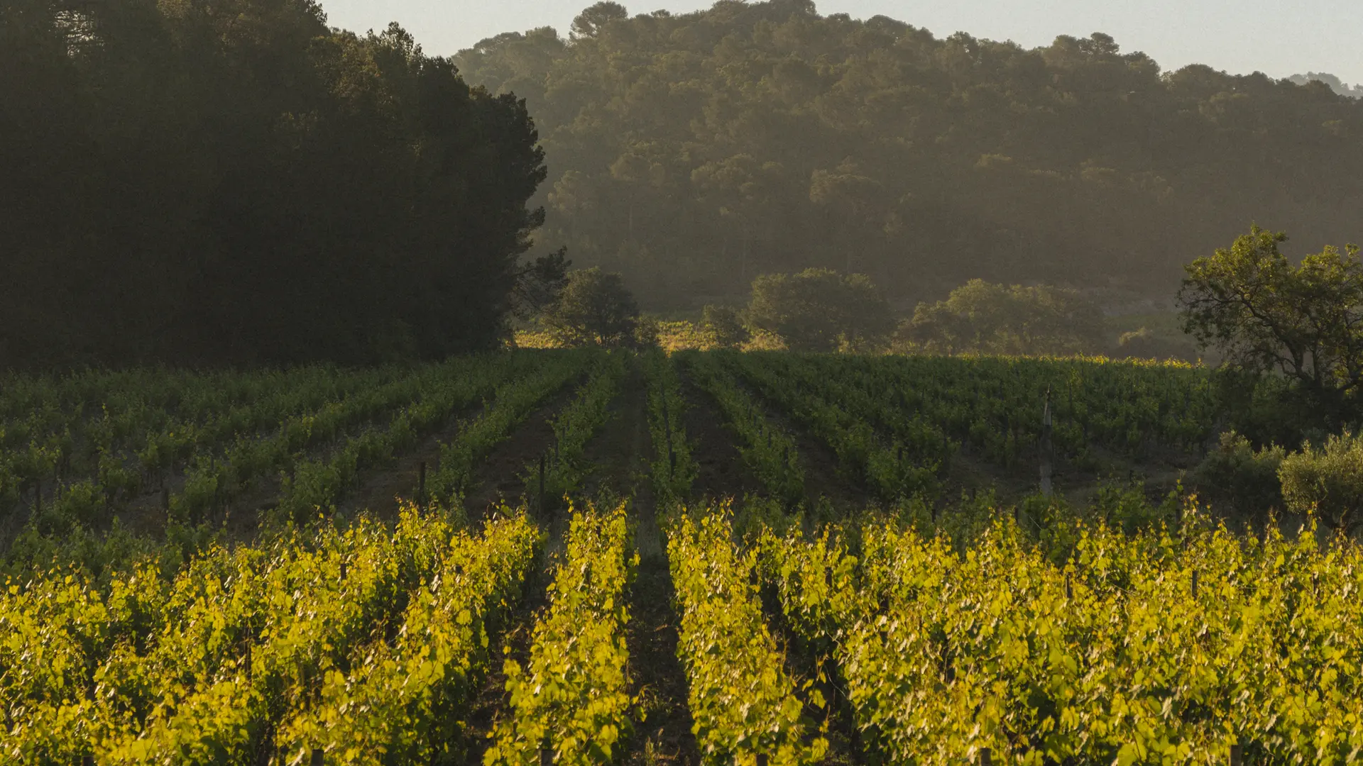 Château La Tour de l'Evêque à Pierrefeu du Var