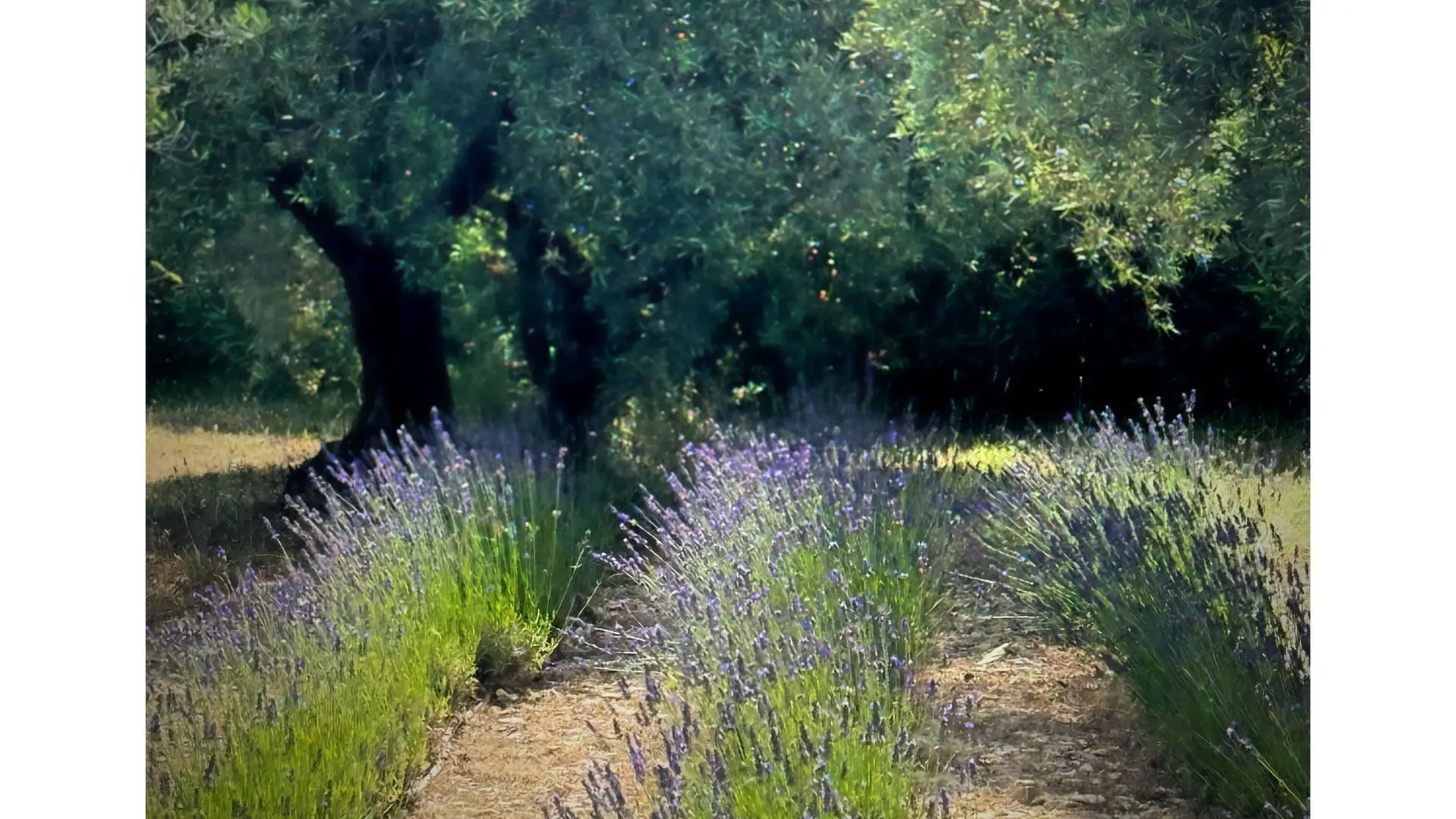 Les Jardins de Sitaara_Cucuron