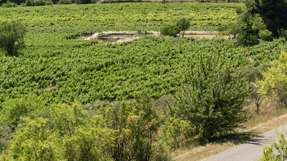 Découvrez les hectares de vignes à perte de vue