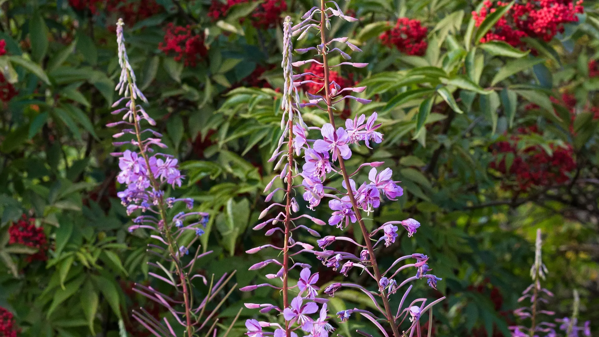 Fleurs plateau de Gavot