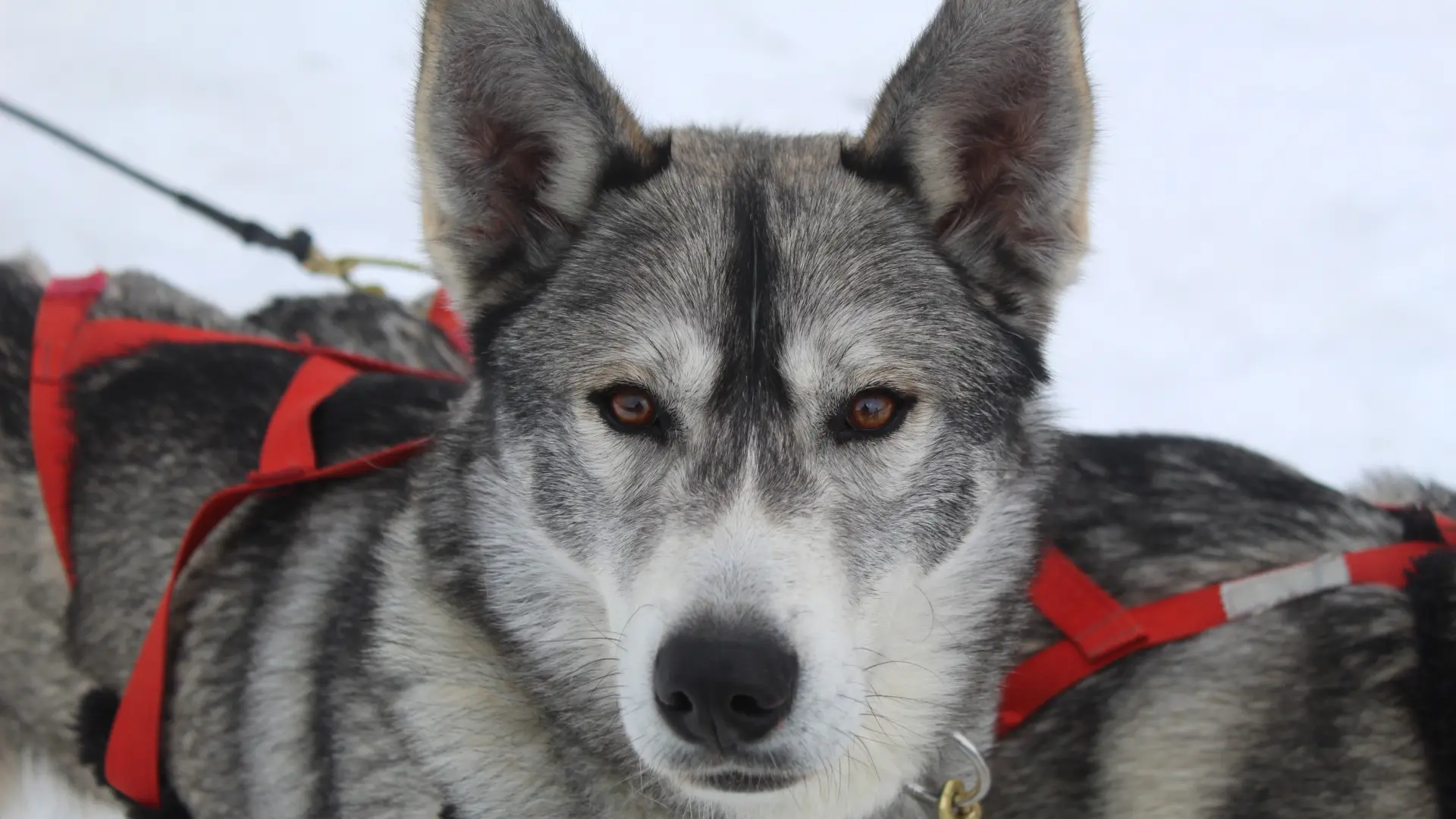 Balade en traîneau à chien avec Banquise Traîneau