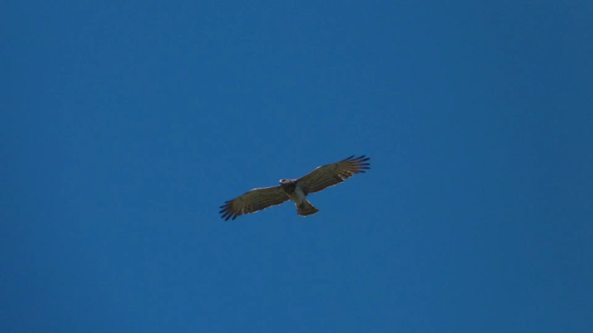 Circaète Jean-le-Blanc