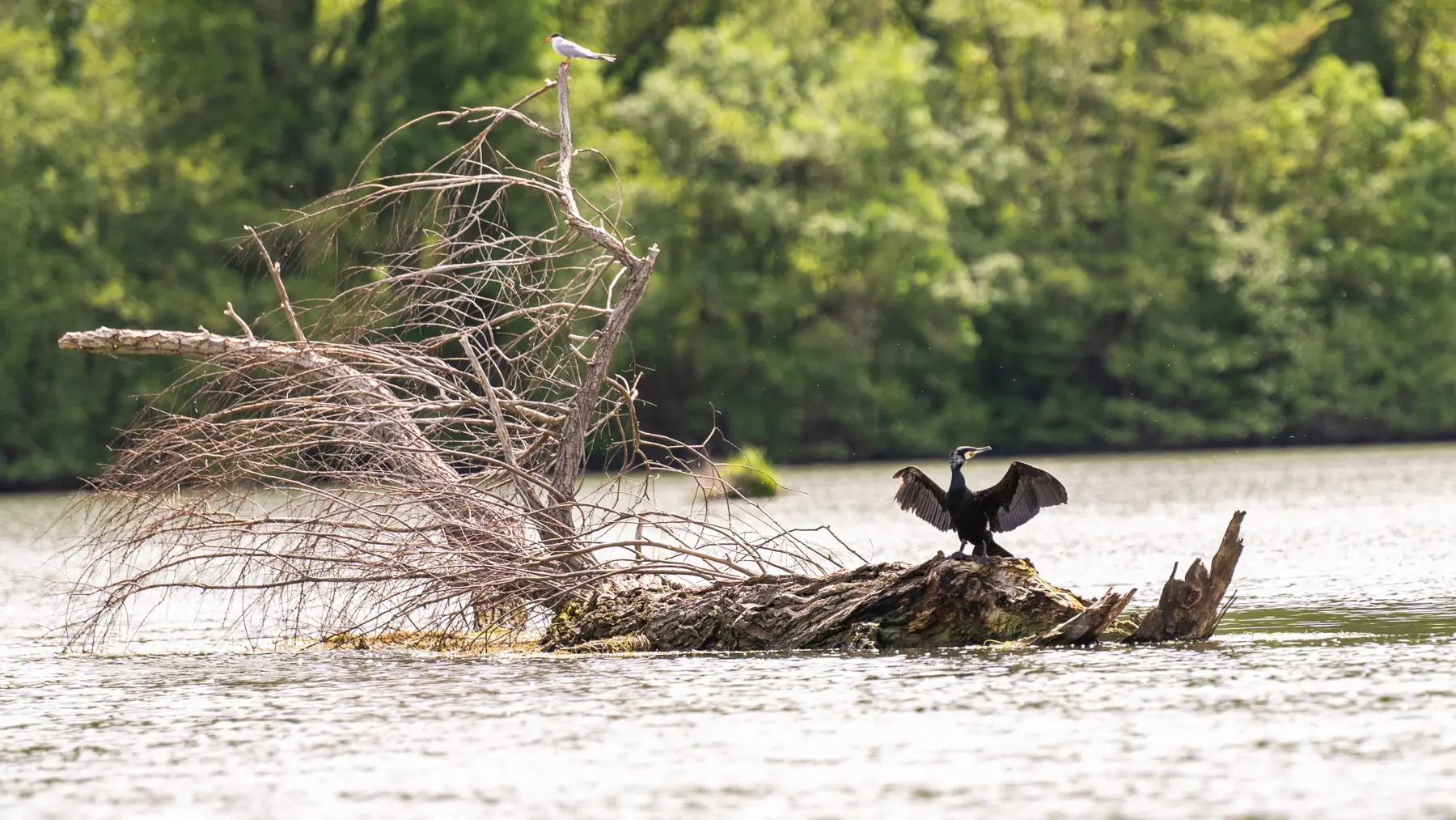 Réserve Ornithologique de la base de loisirs du Tarn et de la Garonne