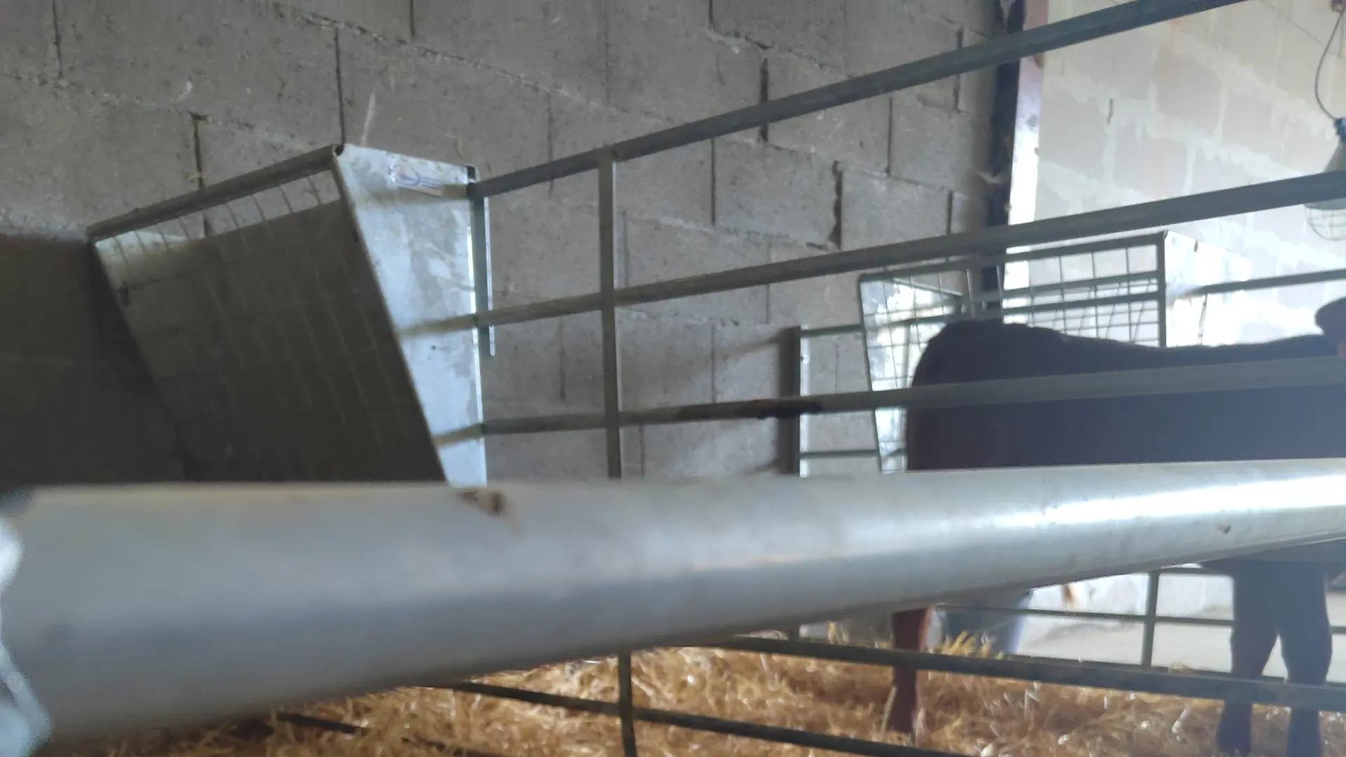 petit veau du gaec du petit puy - villard saint pancrace