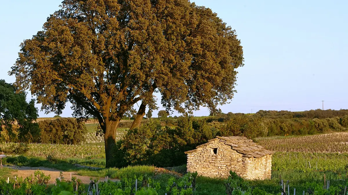 Domaine de Beaurenard