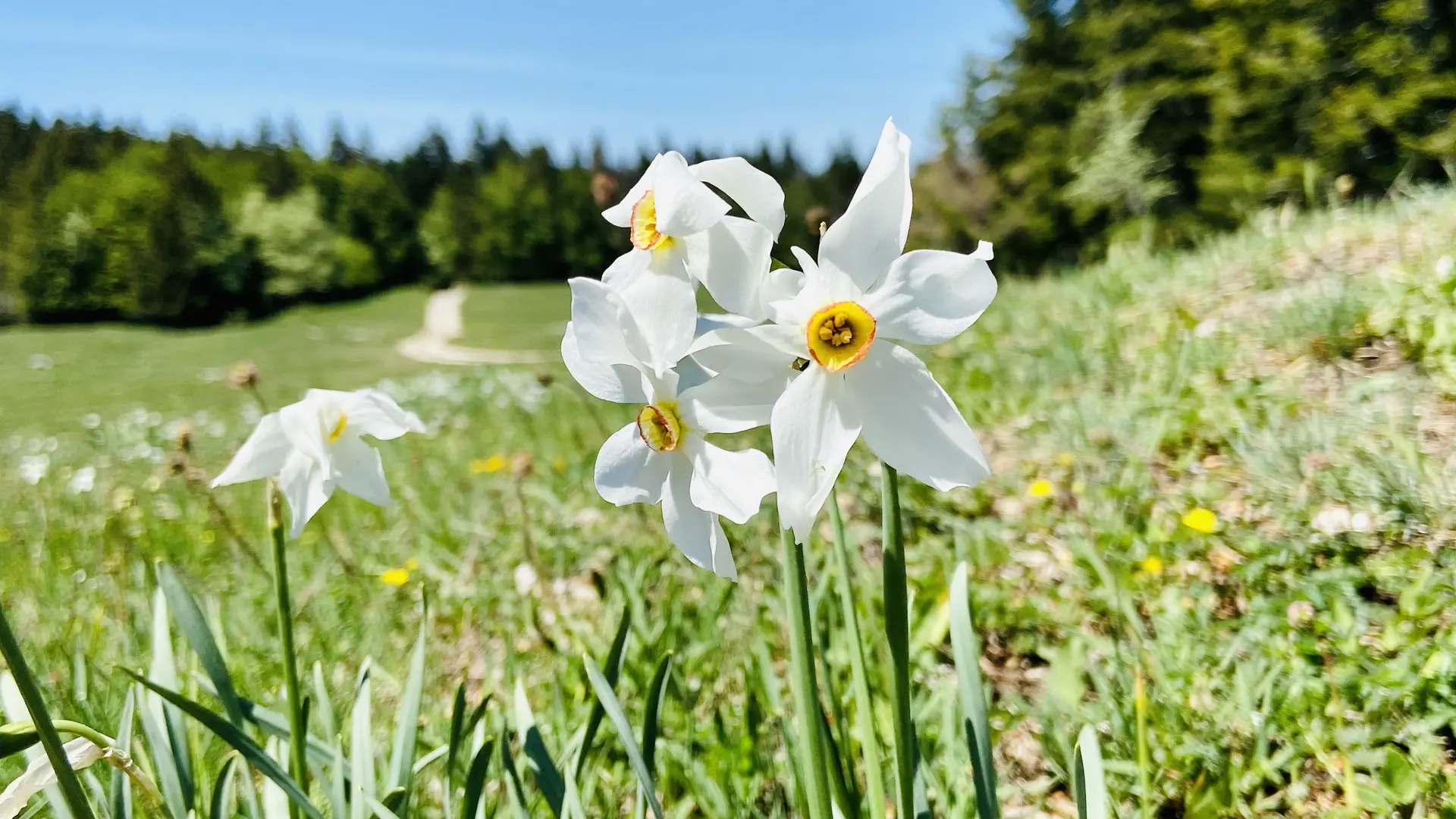 Champ de narcisses sur le Plateau de Retord