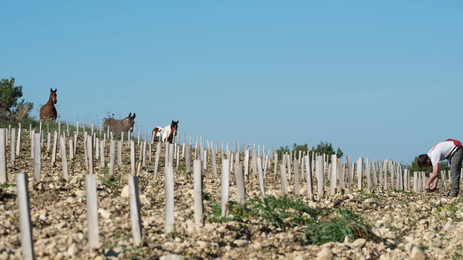 les chevaux dans le vignoble