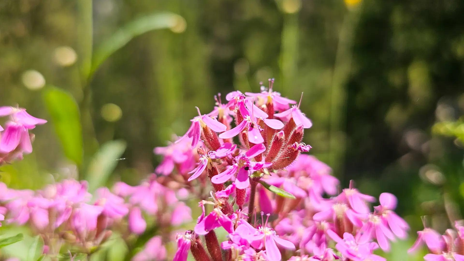 Sentier botanique de Cervières