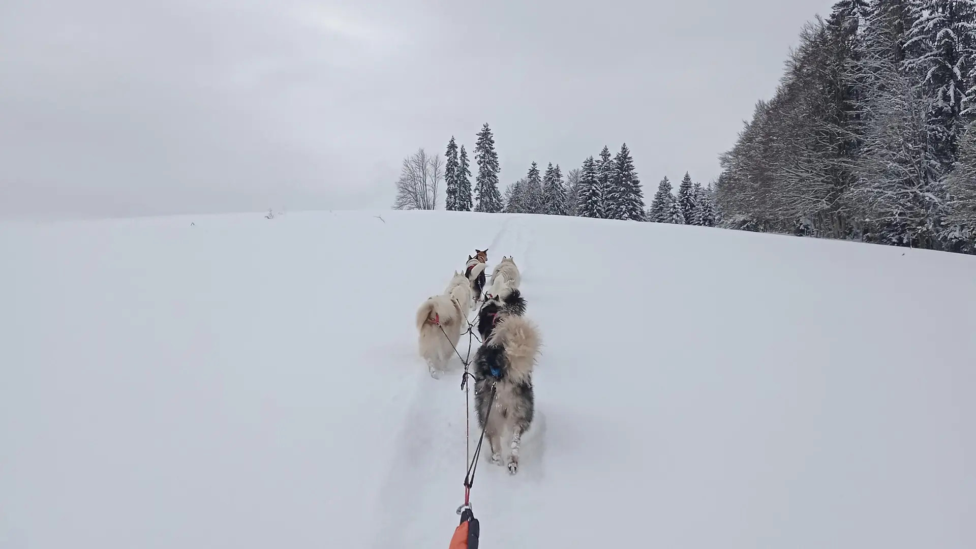 Baptême en traîneau avec Symbiose, chiens polaires