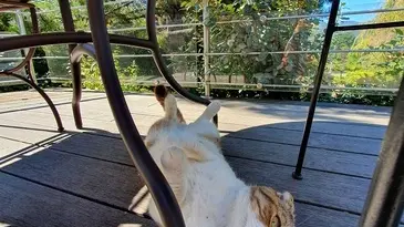 La Bonne Étoile CHORGES