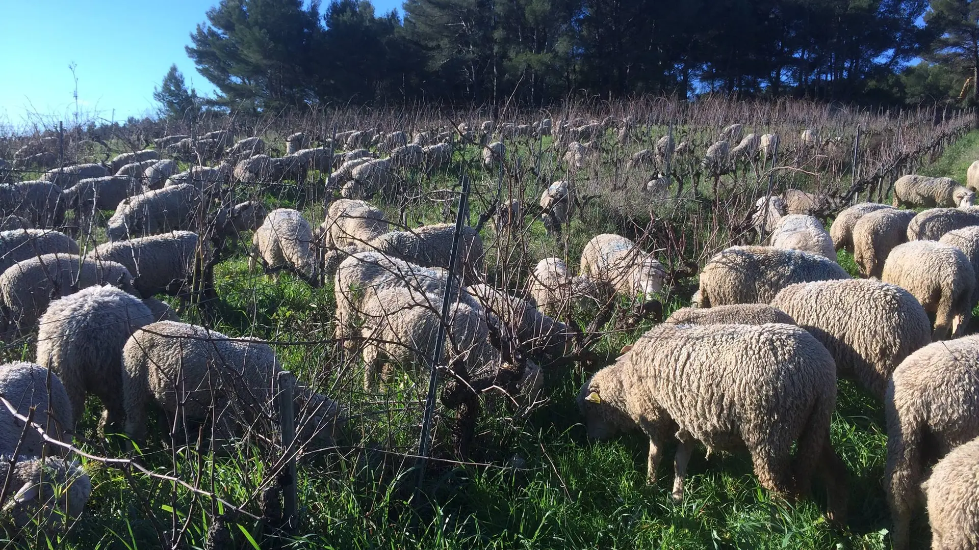 Moutons dans les vignes