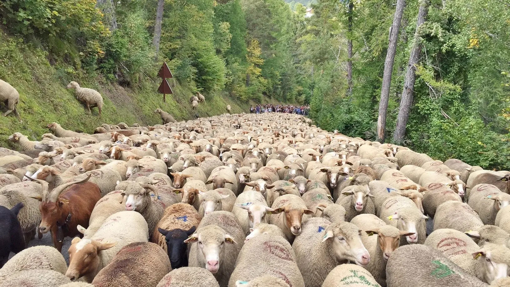 Terre de pastoralisme