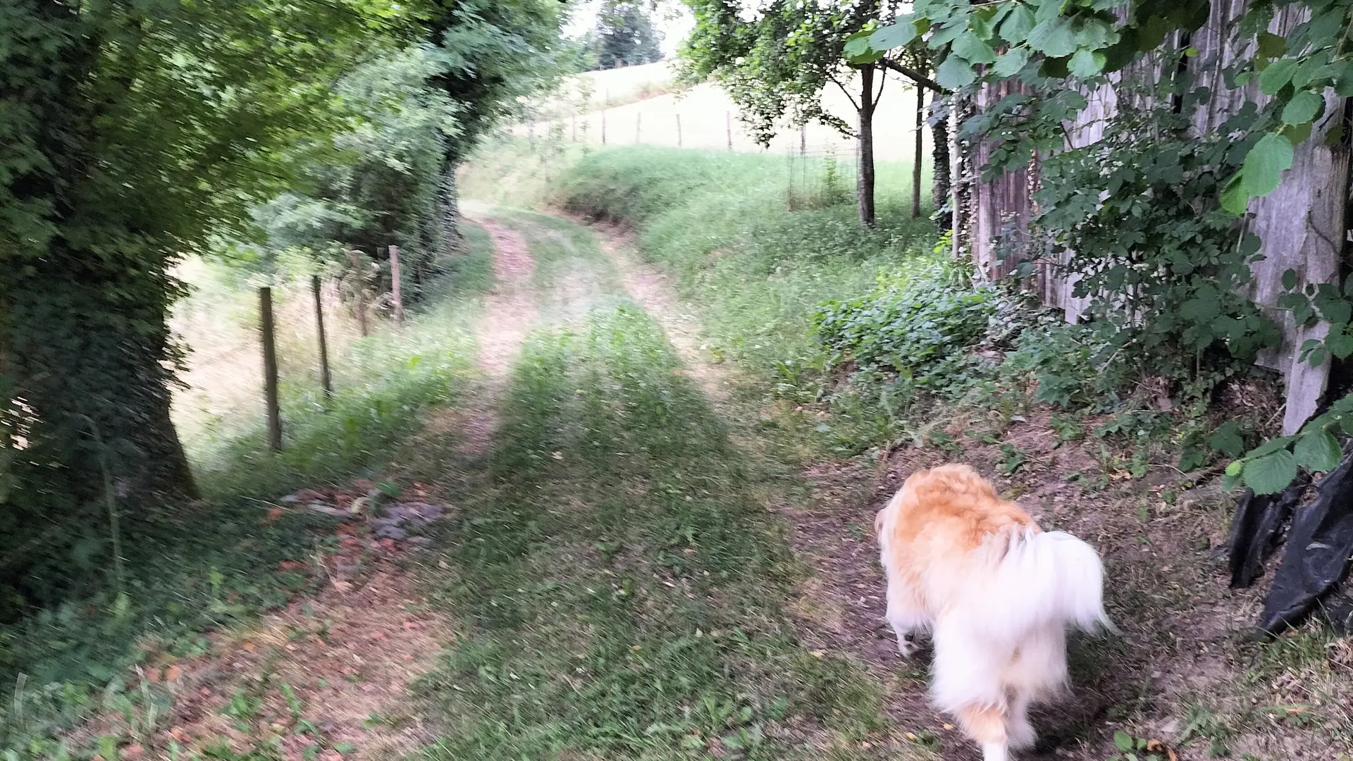 Chemin de balade au pied de la maison