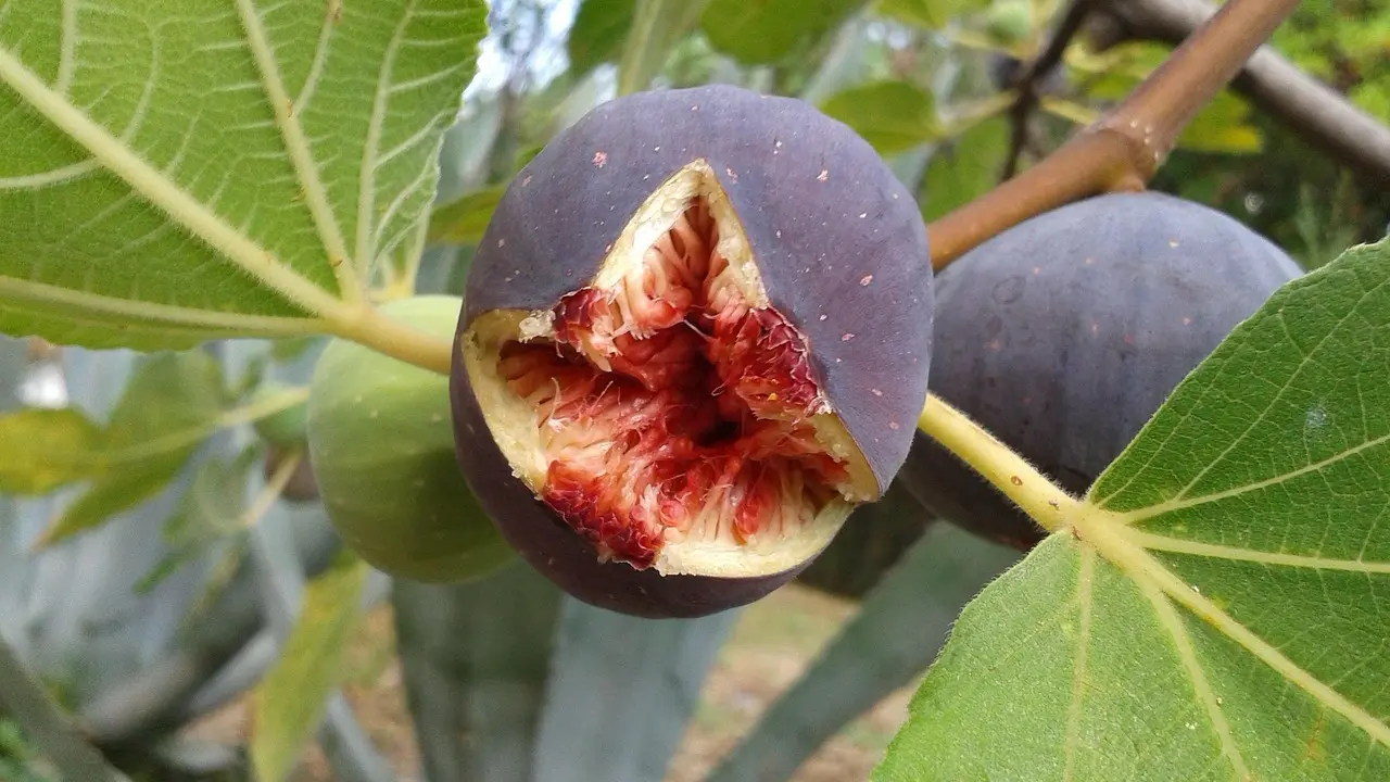 Ô Bon Plant_Solliès-Pont