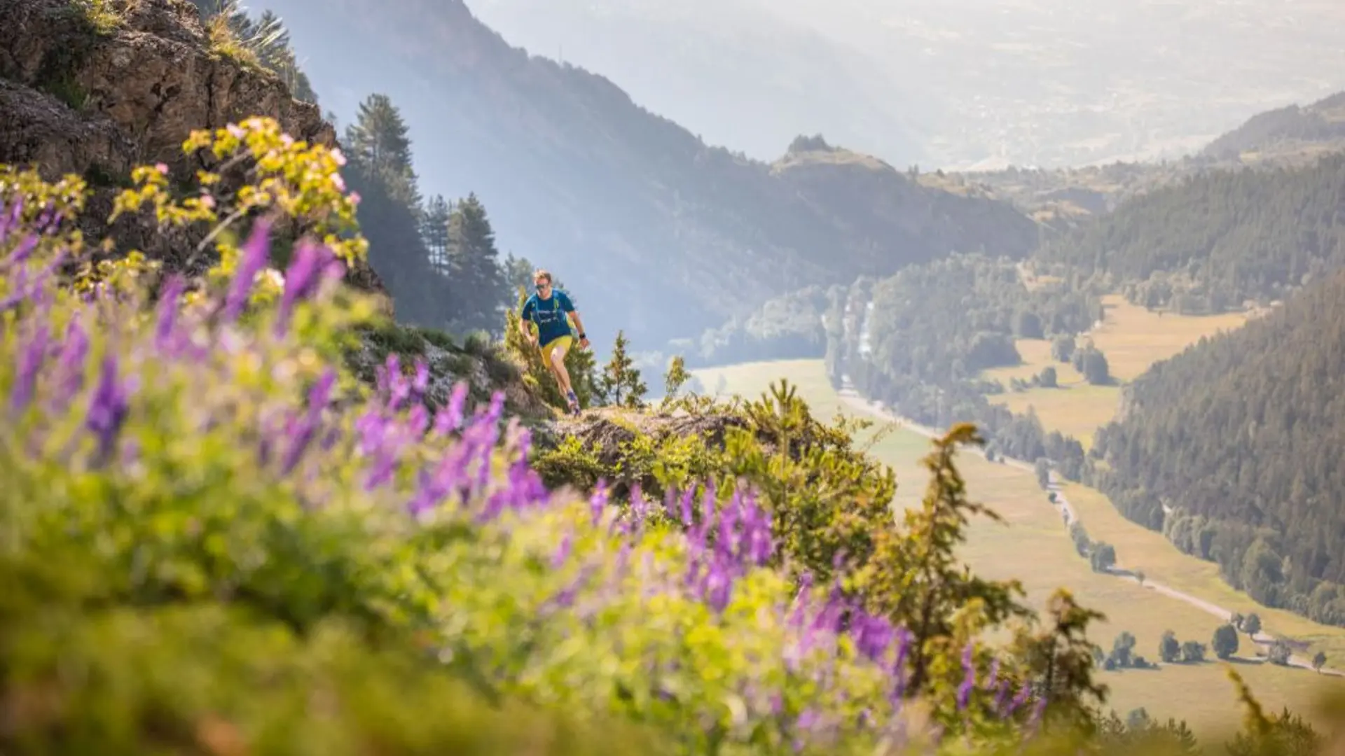 Traileur - Rortie Bleue