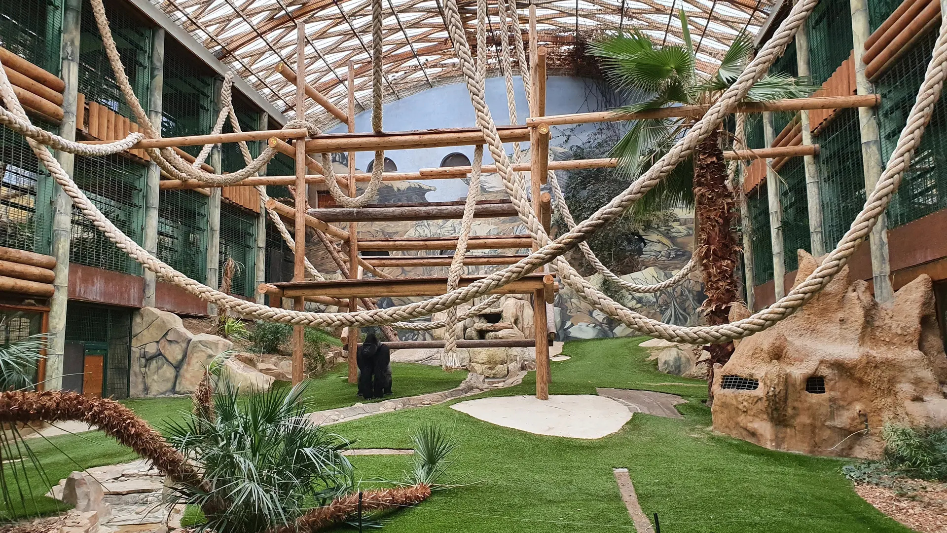 Grande serre des gorilles