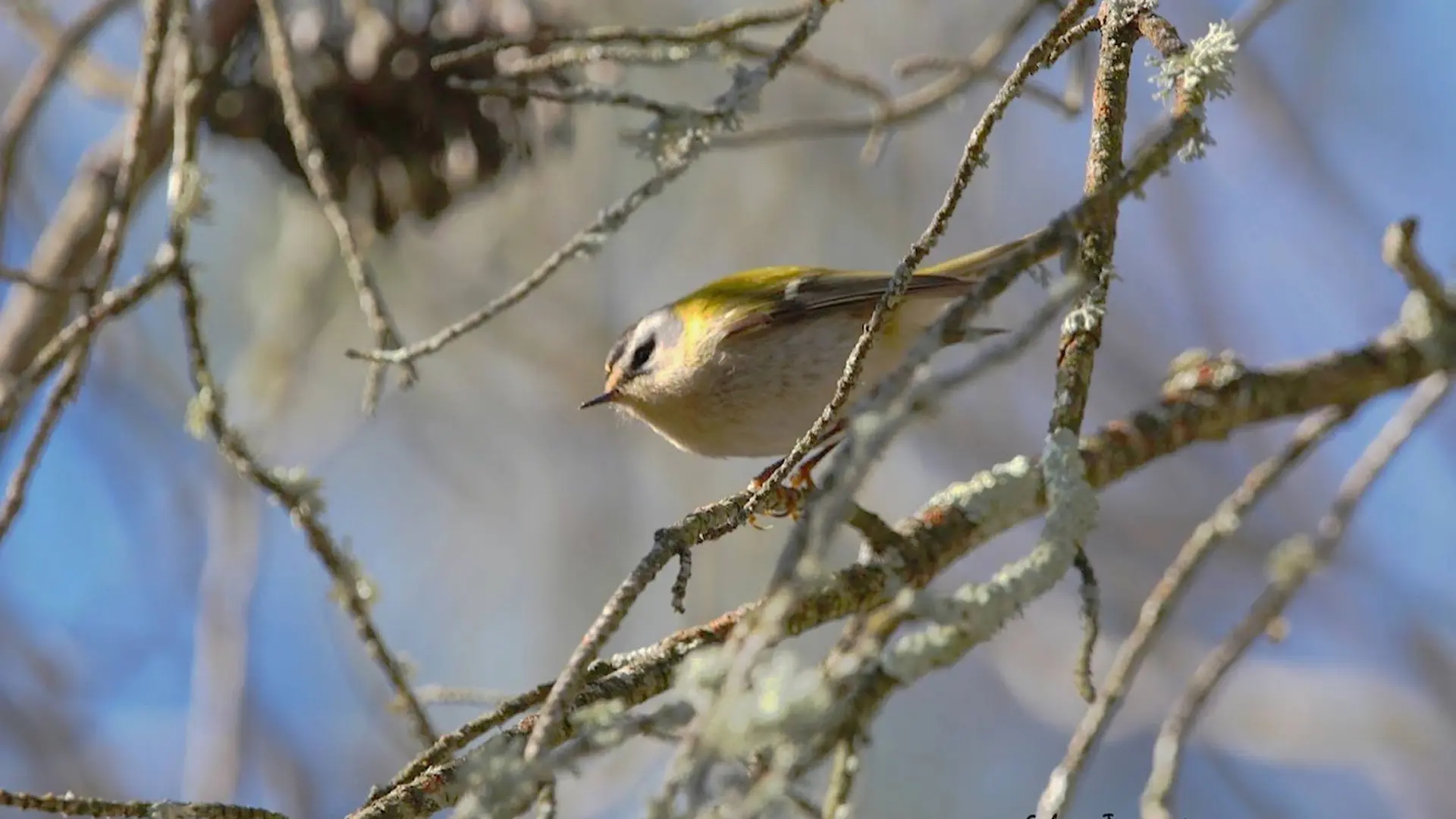 Roitelet triple-bandeau