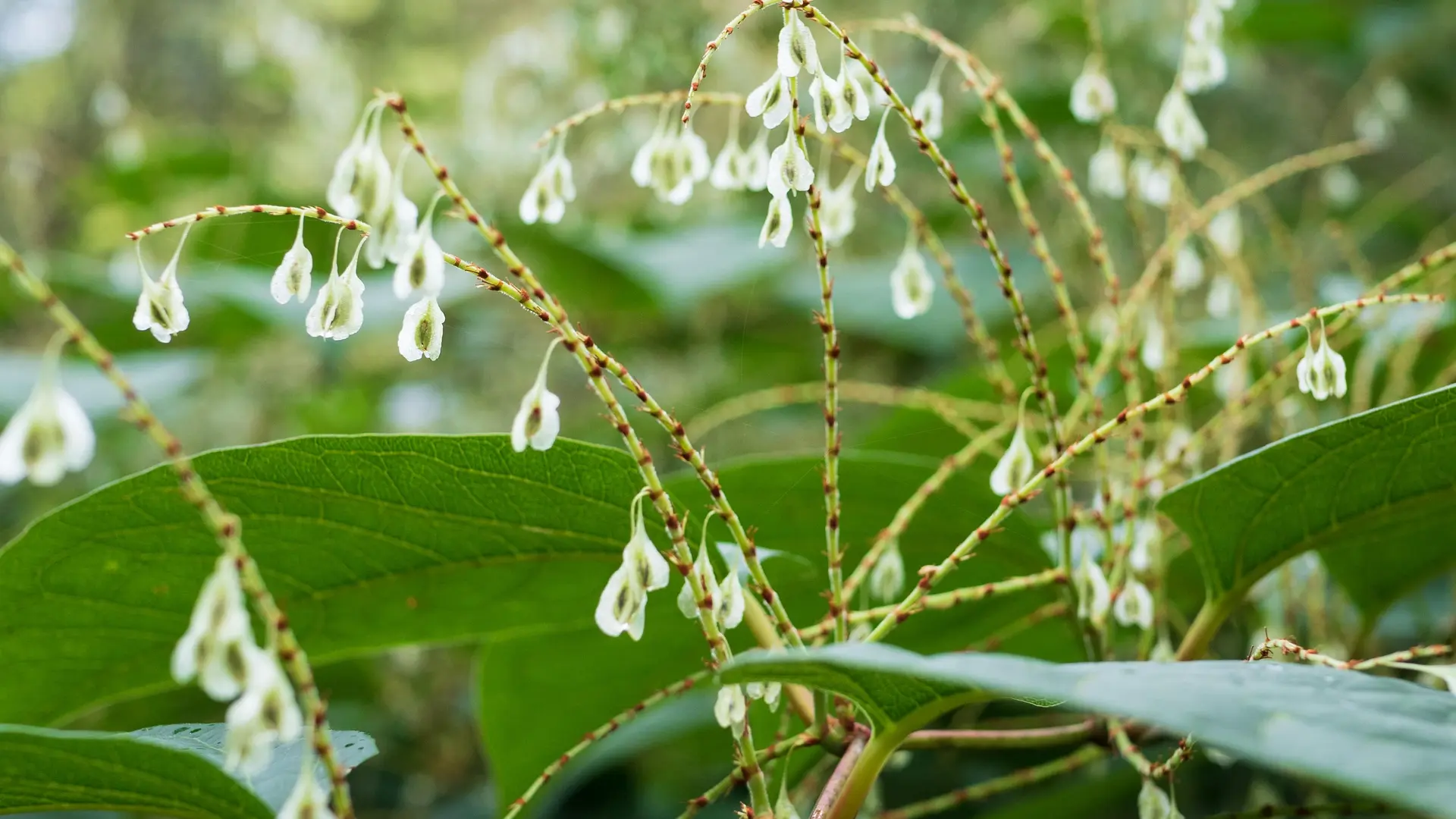 Plan d'eau de St Clément