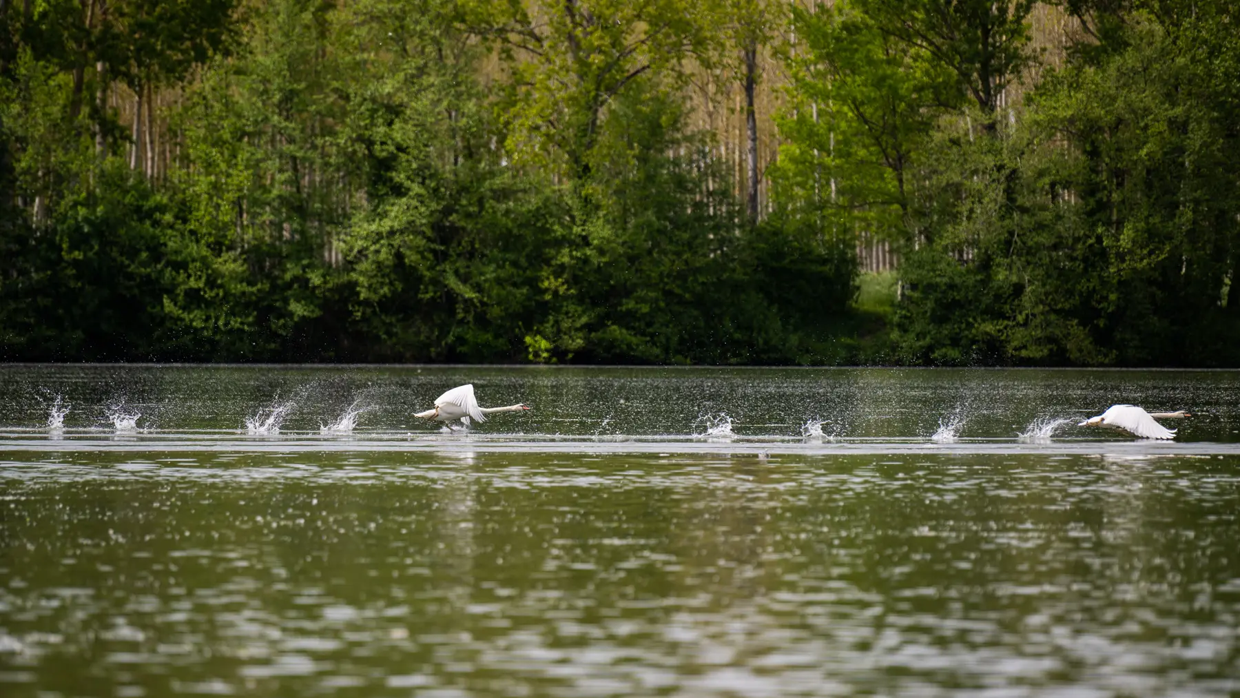 Réserve Ornithologique de la base de loisirs du Tarn et de la Garonne