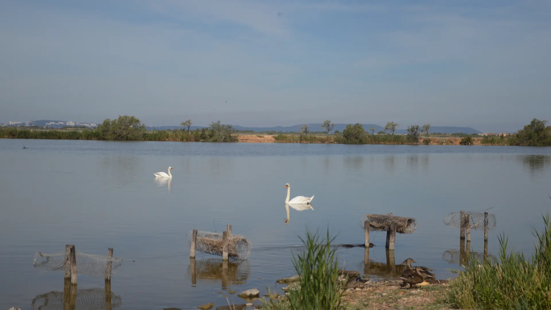 Au bord de l'étang de Bolmon