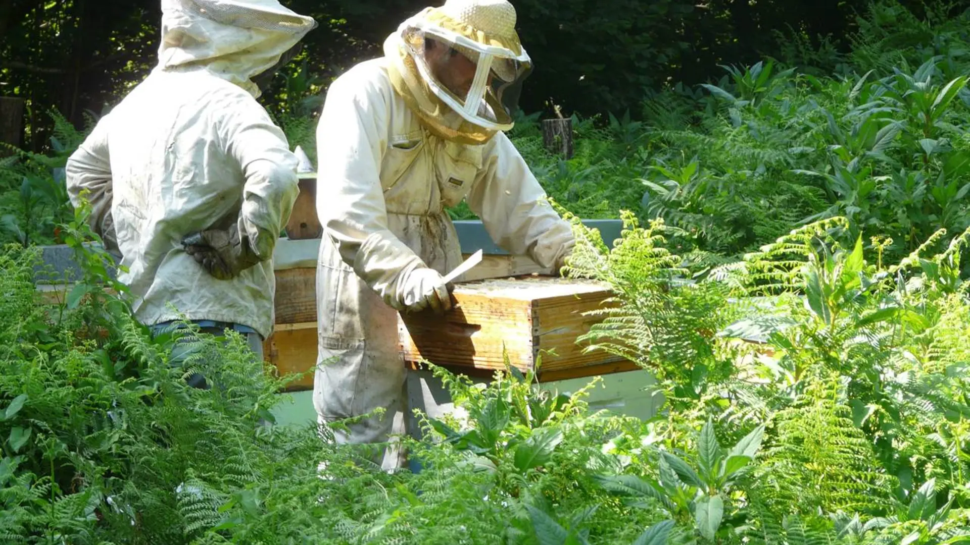 Working with beehives