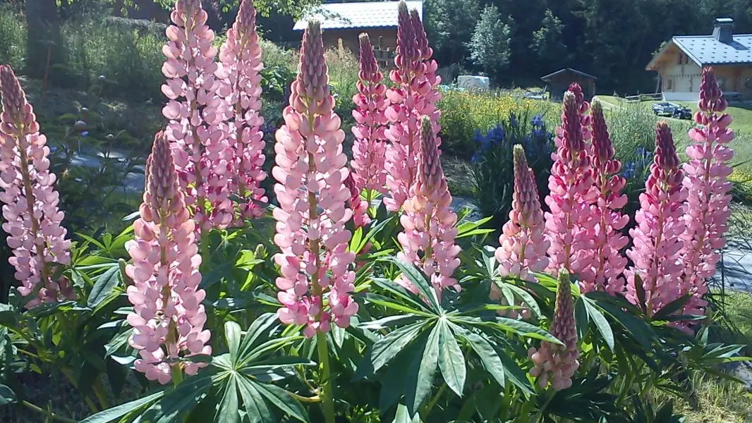 Lupins des propriétaires