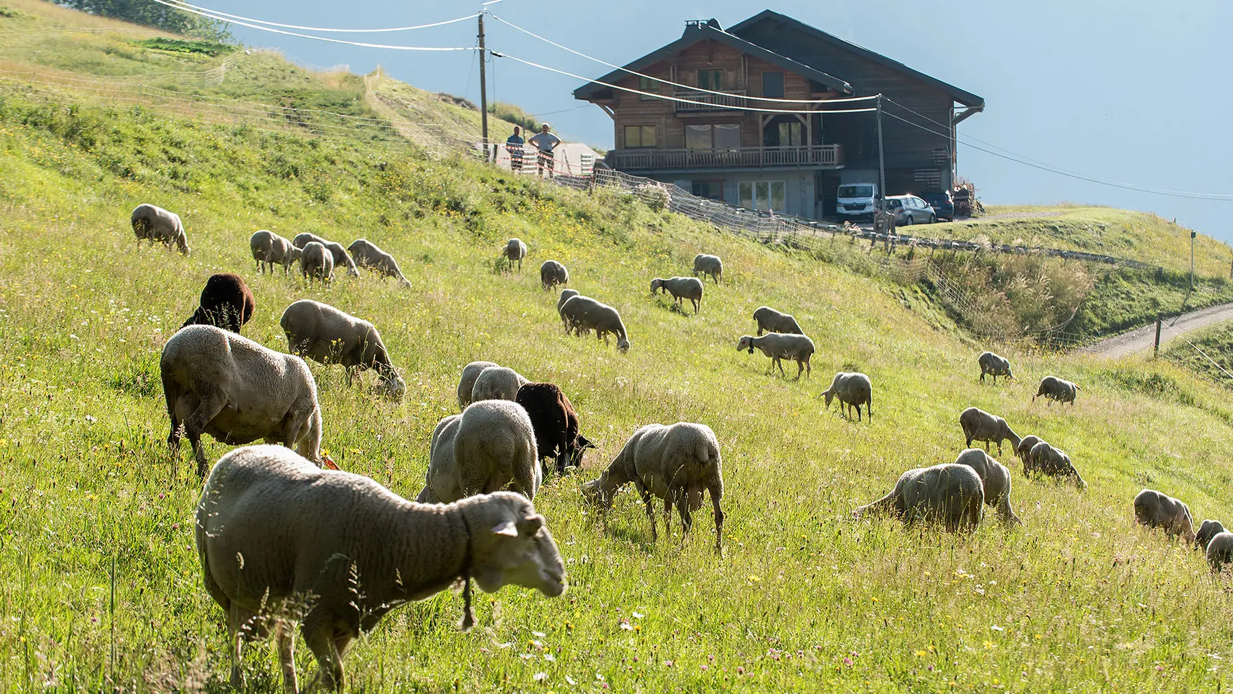 les moutons et la bergerie en arrière plan