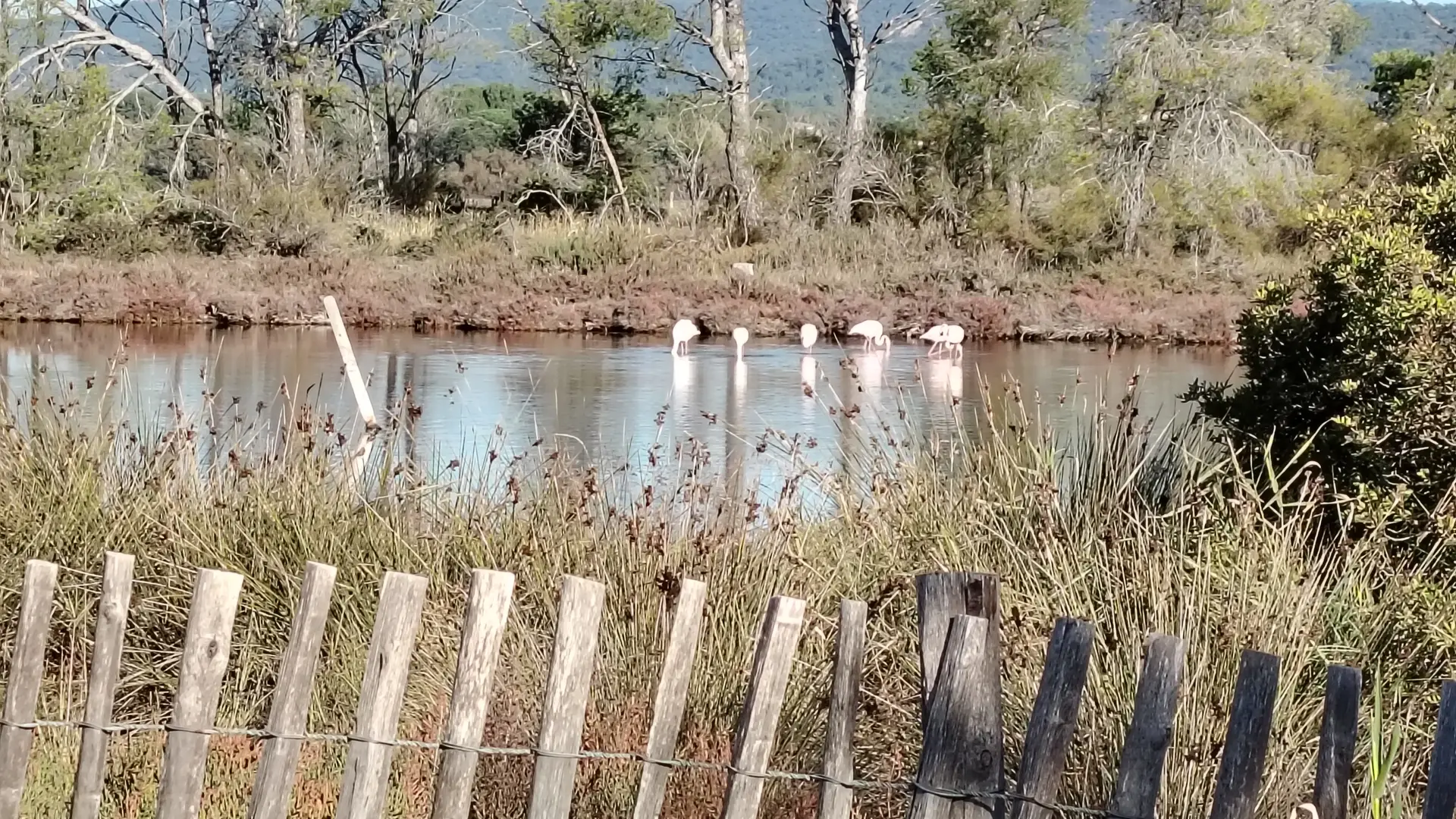 Flamants rose aux Salins