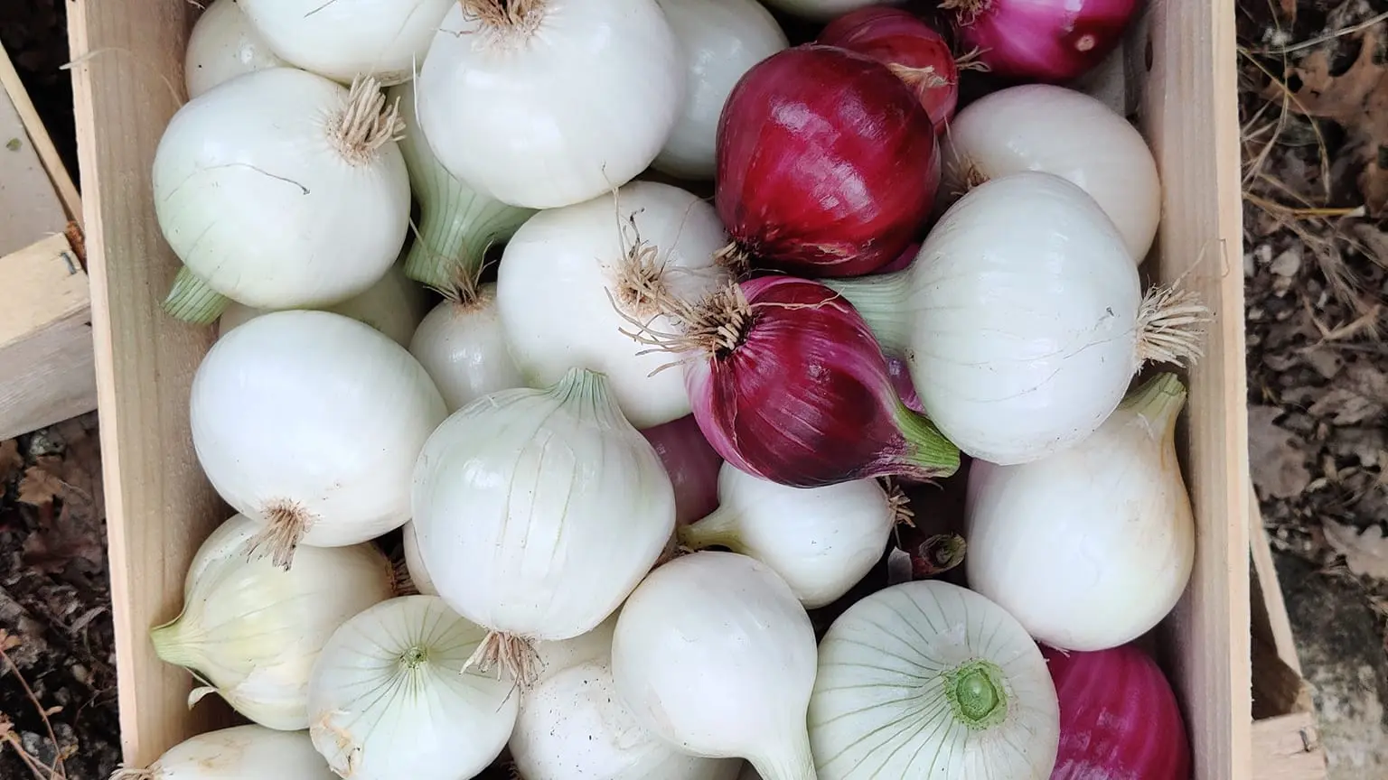 Felix Paysan_Callian