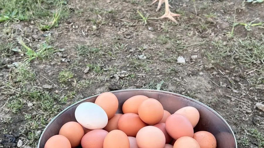 Les poules et leurs oeufs