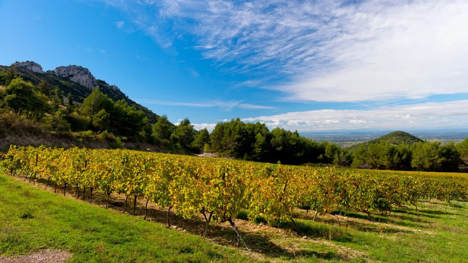 Gabriel Meffre - Domaine Longue Toque