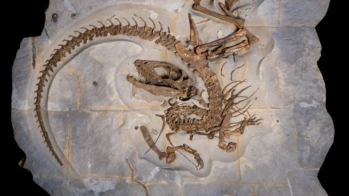 Bébé Trex de la Méouge (nouvelle espèce de dinosaure Théropode, cousin du TRex), 120millions d'années, Valanginien : détails des dents, du crâne et squelette complet.