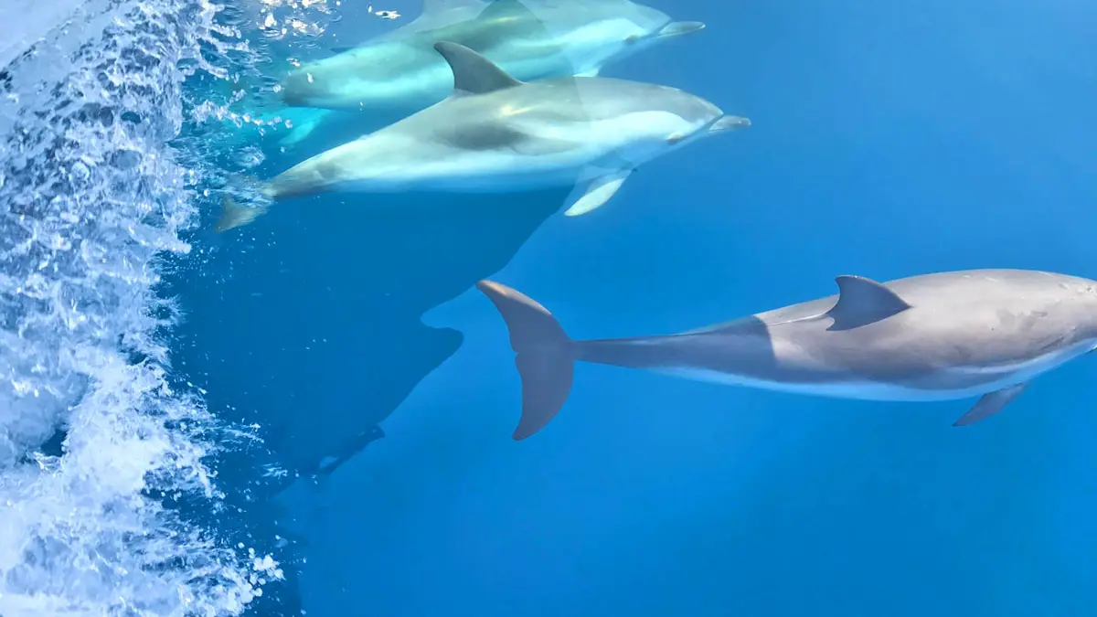 Sorties en mer - Dauphins