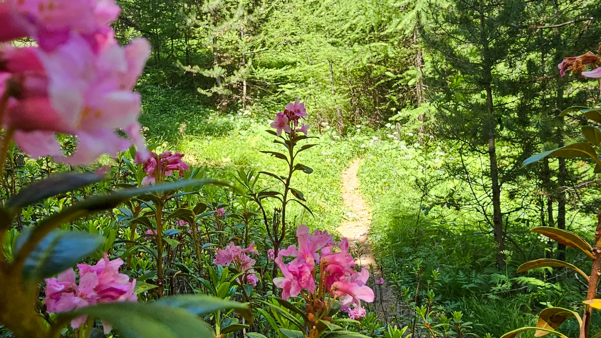 Sentier botanique de Cervières