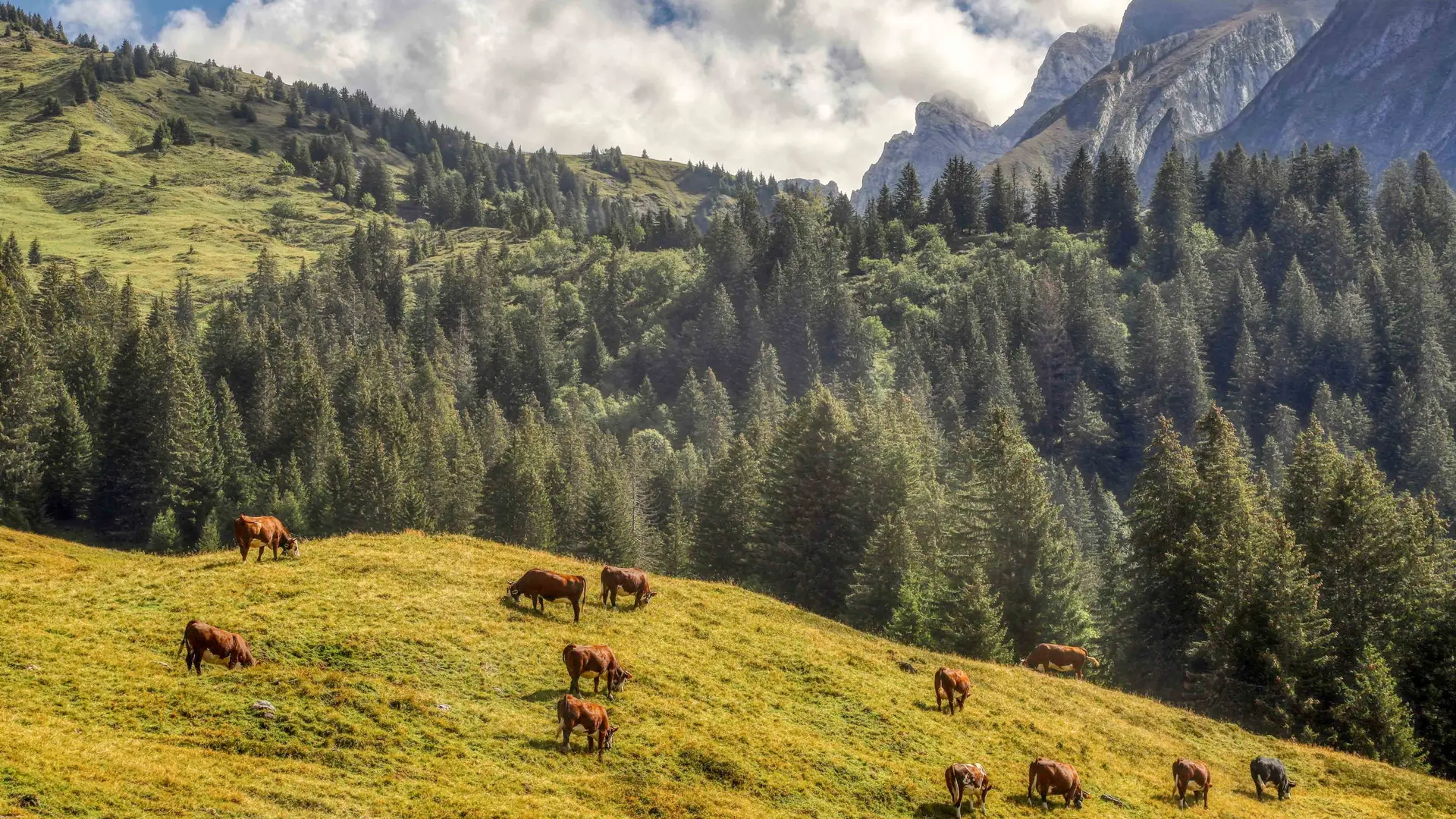 Vaches en pâturages