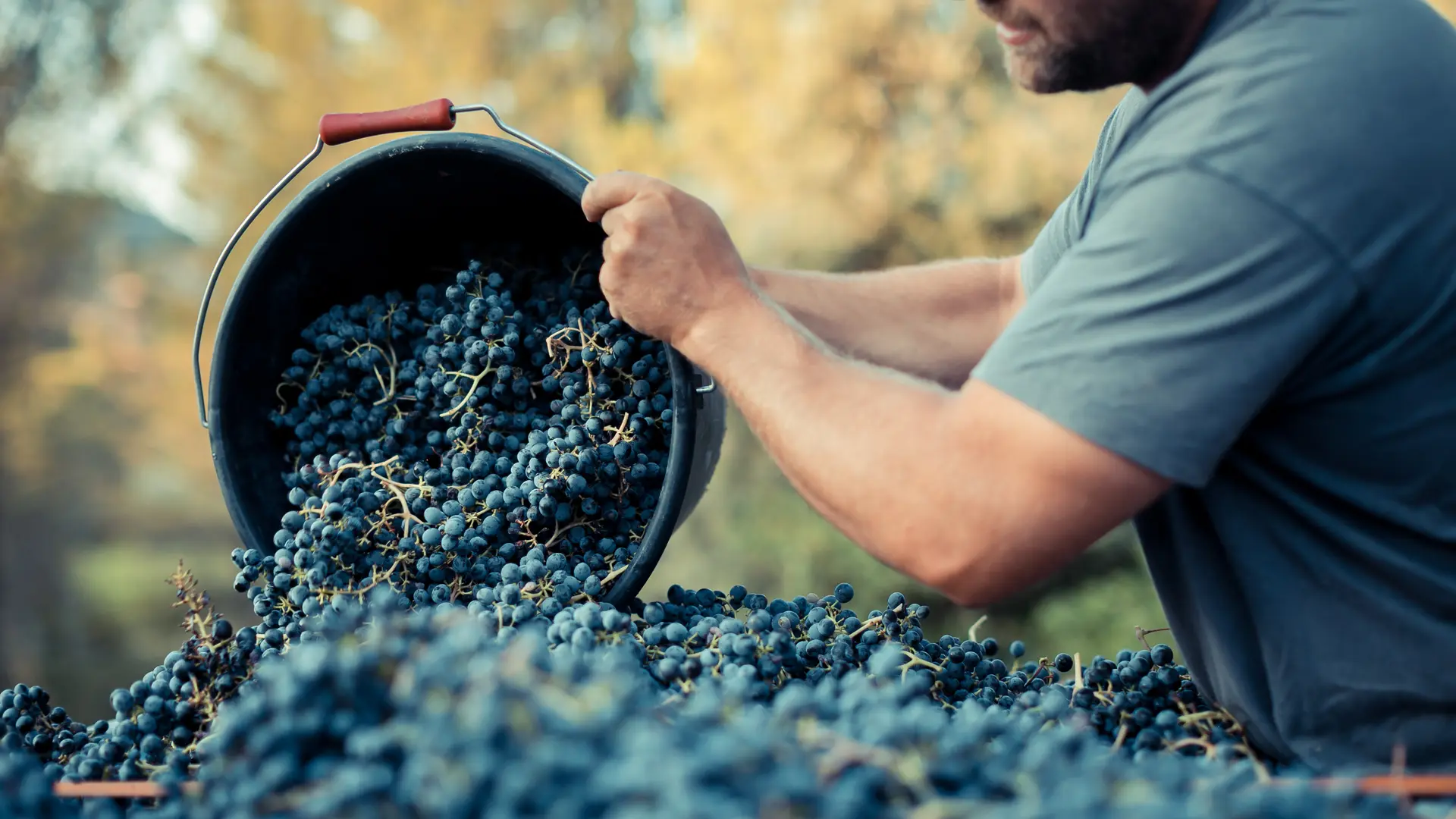 Les vignobles Gueissard