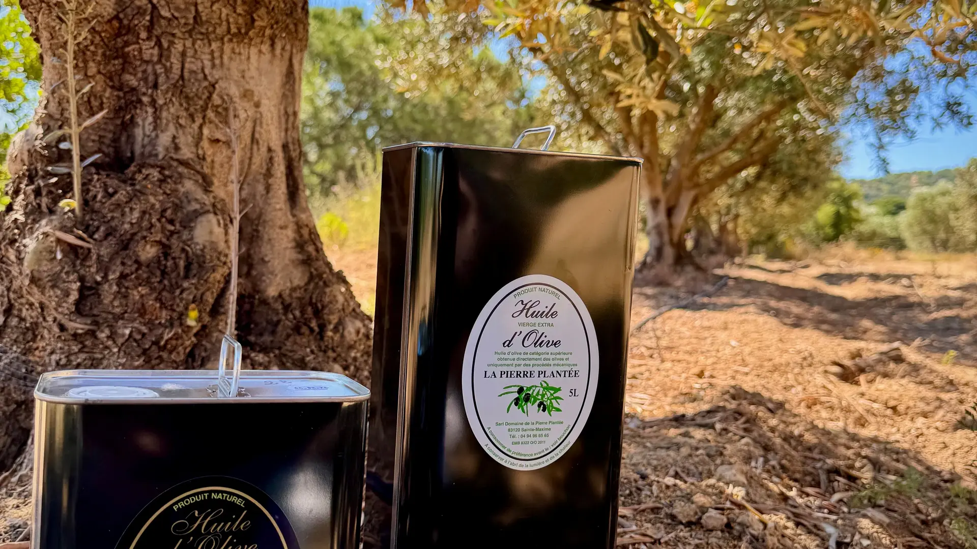 Oliveraie Domaine de La Pierre Plantée
