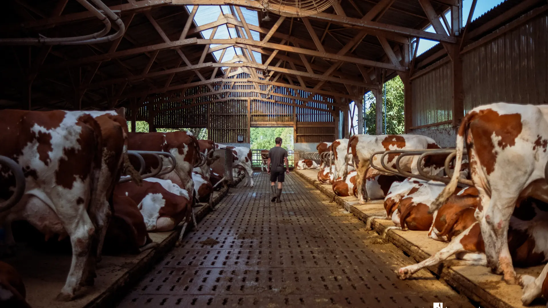 Bâtiment des vaches