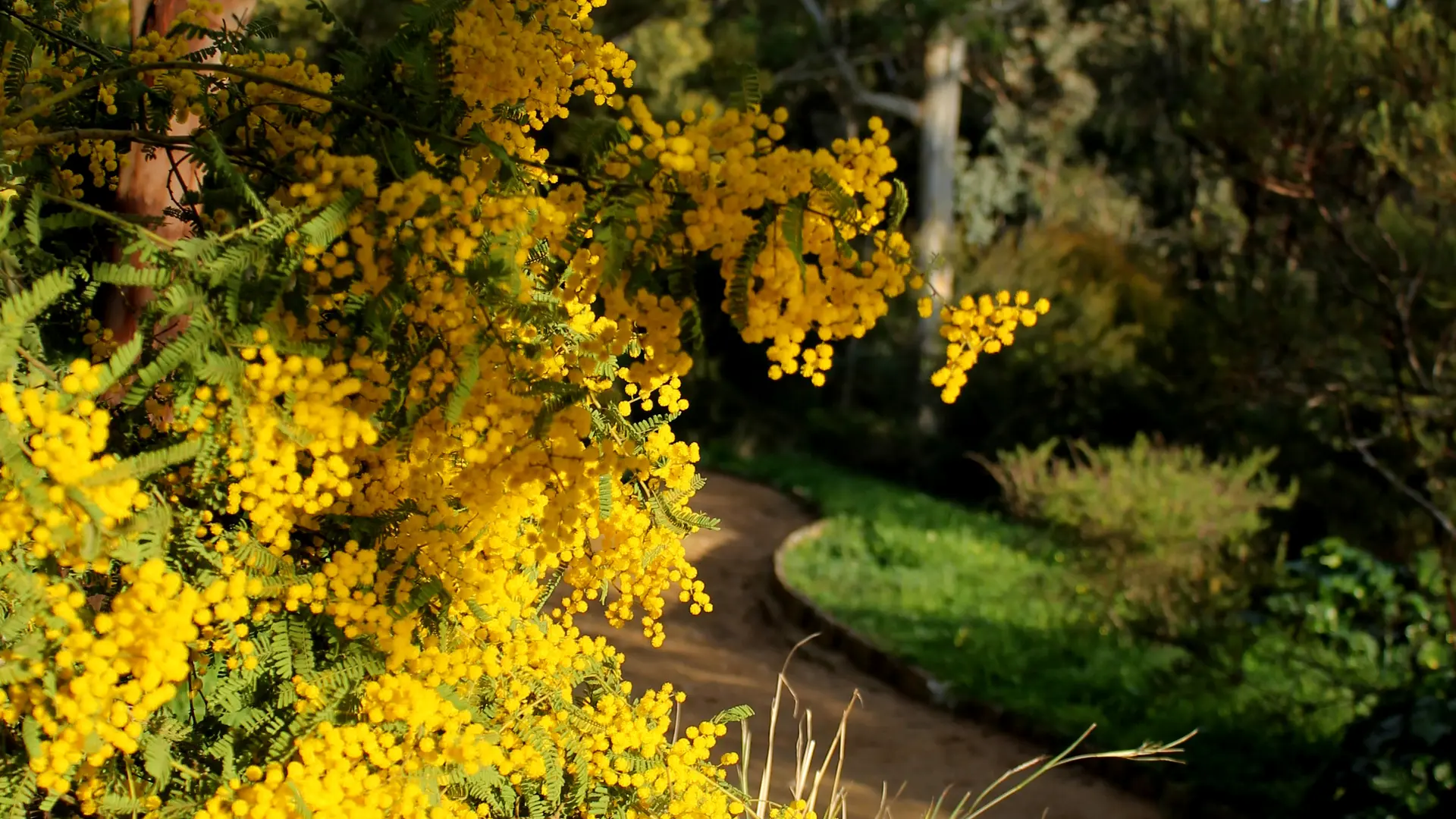 Domaine du Rayol, Jardin d'Australie en hiver