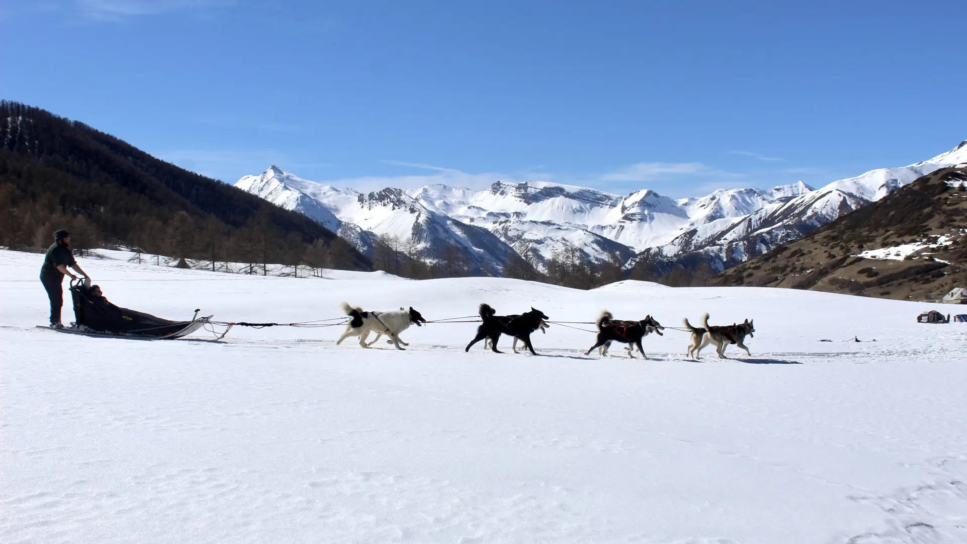 Balade en traîneau à chien avec Banquise Traîneau