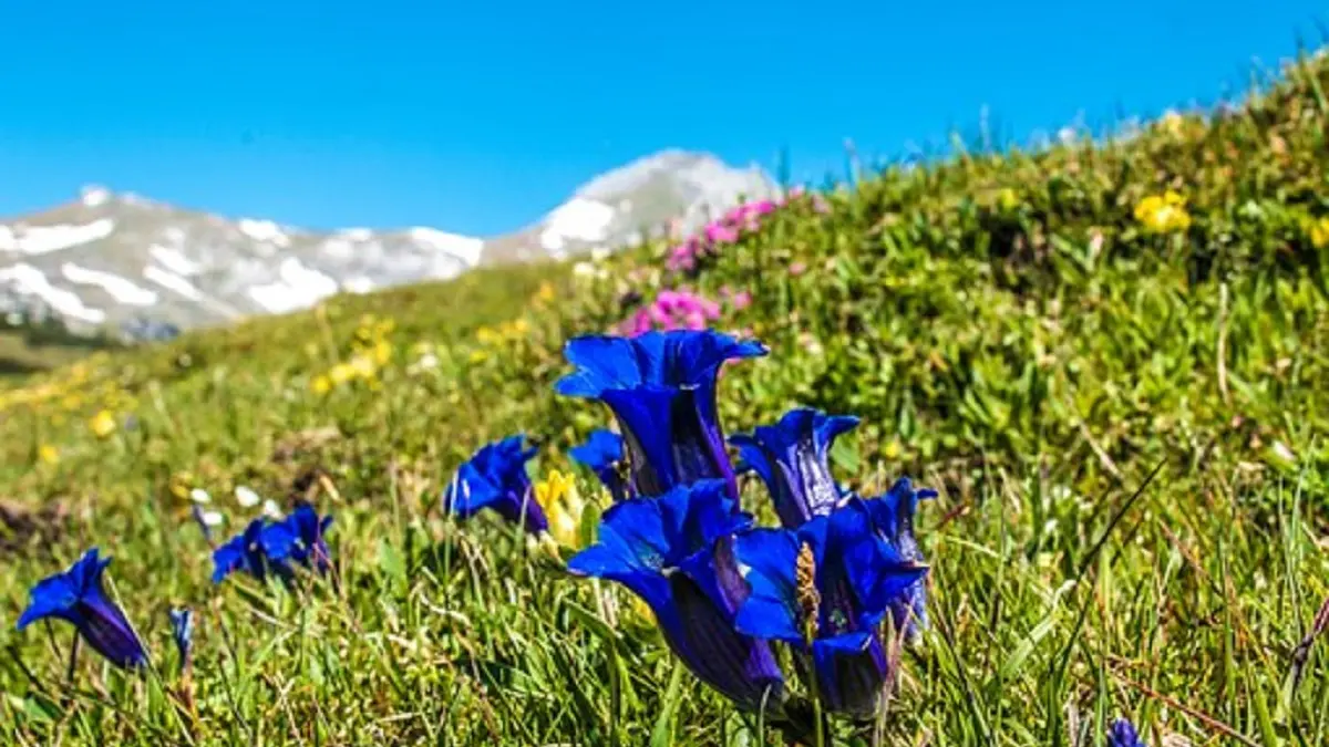 Gentian flower