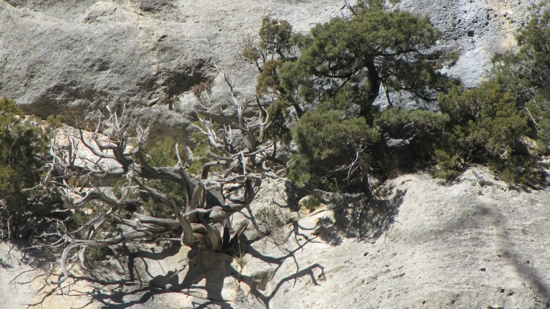 Genevrier de Phénicie