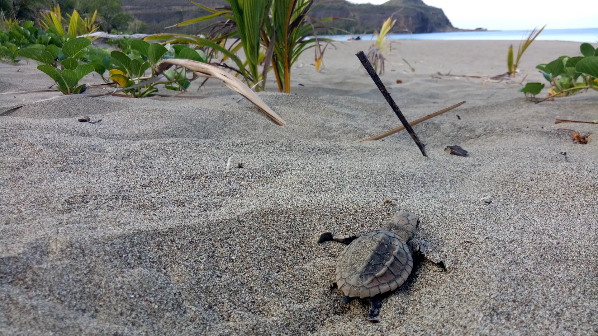 Émergence de bébé tortues