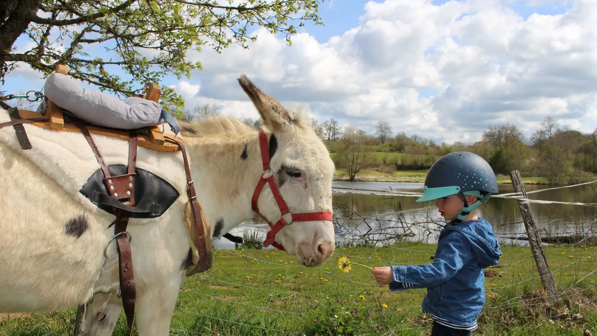 Balade avec un âne