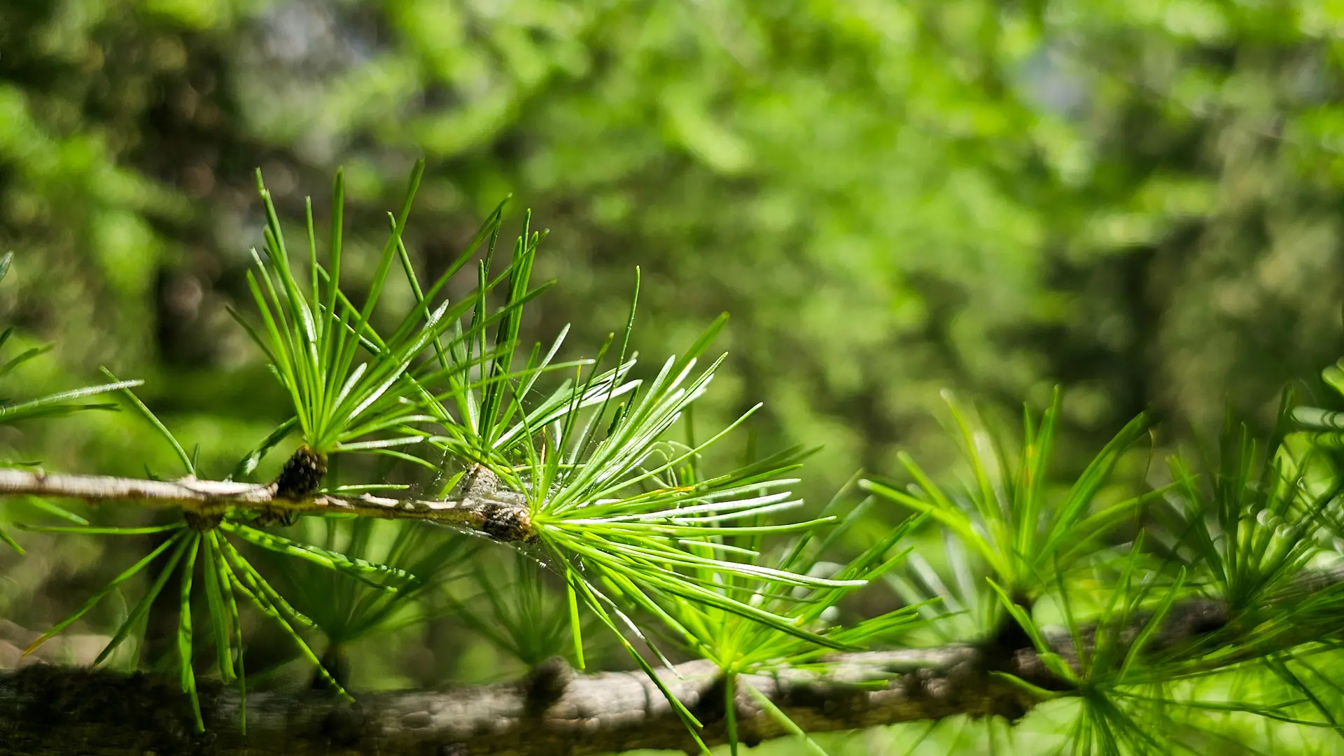Sentier botanique de Cervières